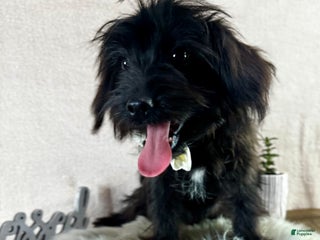 Yorkiepoo dogs for sale: Bennett - Ad 1