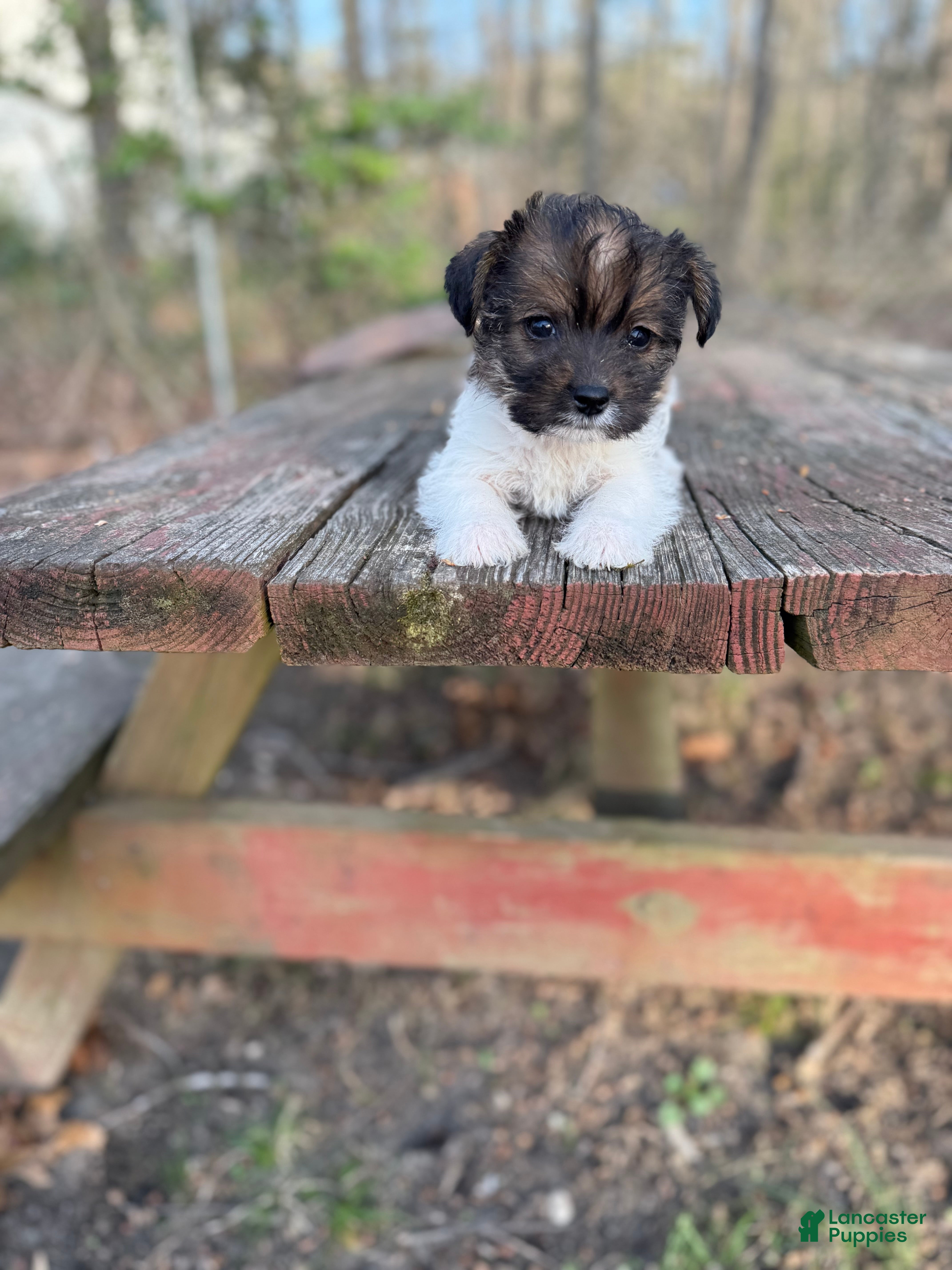 Yorkiepoo dogs Yorkiepoo Puppy 1 - Ad 1