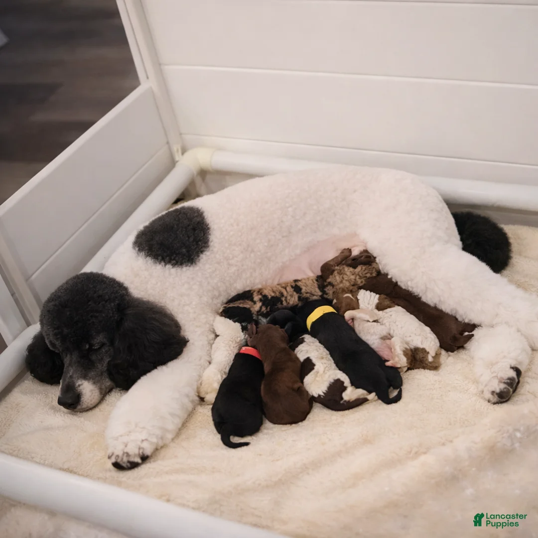Standard Poodle dogs for sale: Standard Poodle Puppy 2 - Ad 2