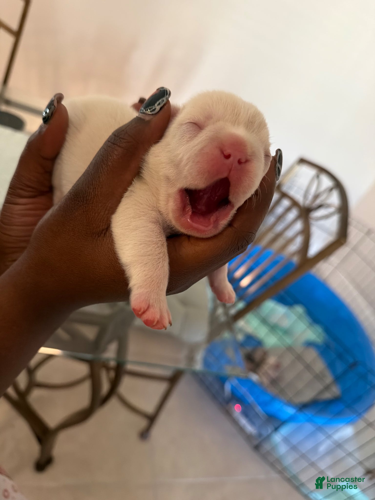 French Bulldog dogs French Bulldog Puppy 2 - Ad 29