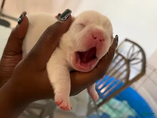 French Bulldog dogs French Bulldog Puppy 2 - Ad 29