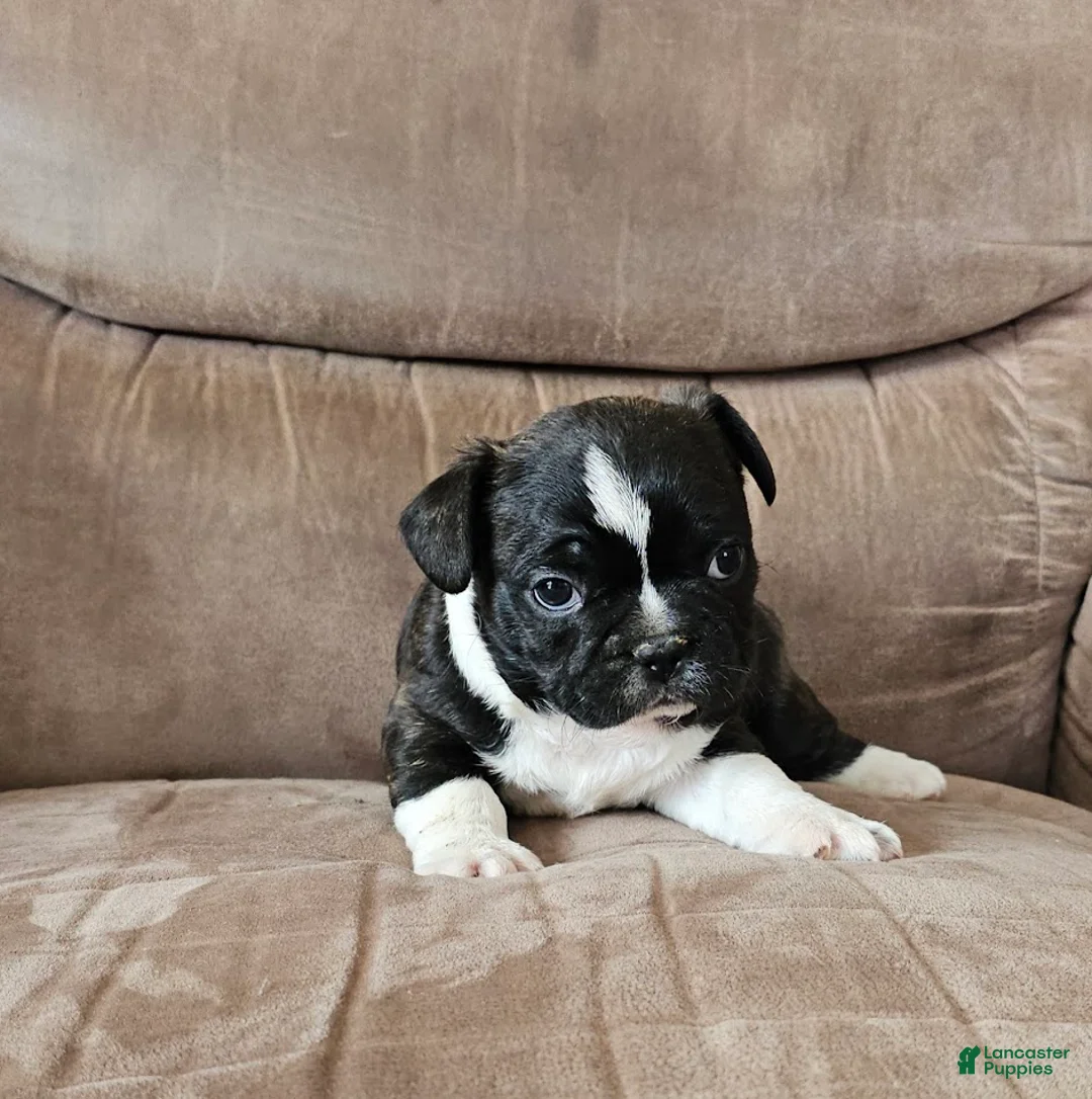Mixed Breed dogs for sale: JubJub 75% Frenchie - Ad 5