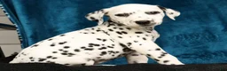 Dalmatian dogs for sale: Kelly - Ad 9