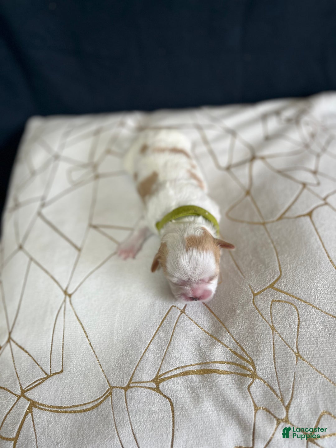 Shih Tzu dogs for sale: Daisy - Ad 8