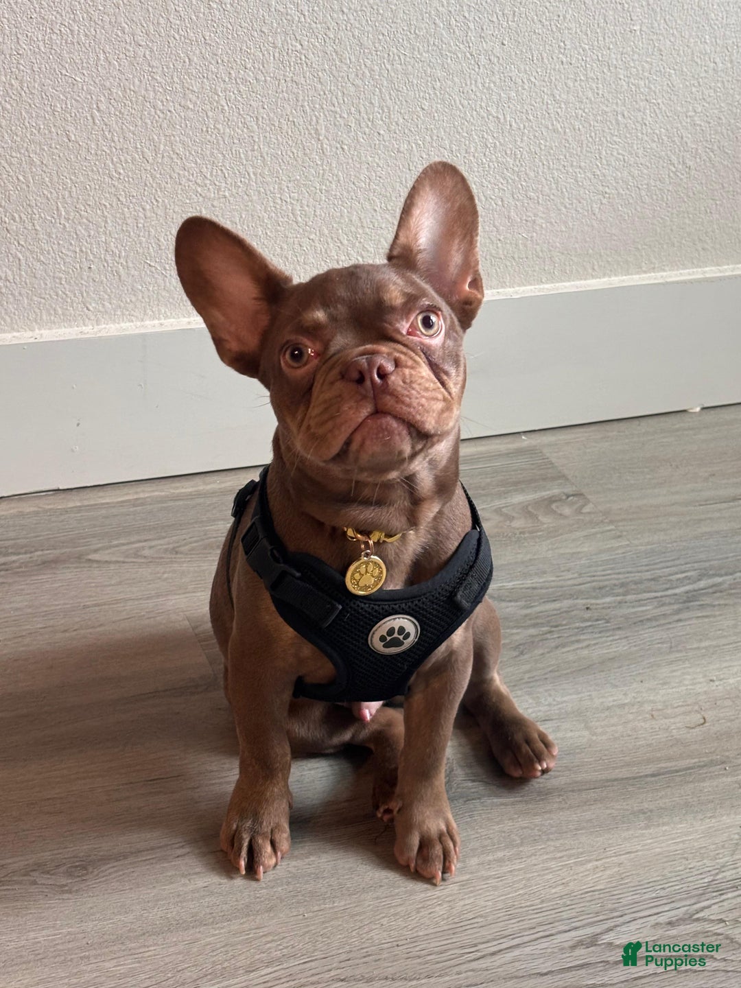 English Bulldog dogs for sale: English Bulldog Puppy 1 - Ad 1