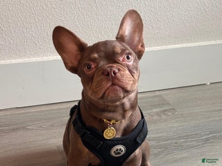 English Bulldog dogs English Bulldog Puppy 1 - Ad 9