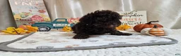 Miniature Poodle dogs for sale: AJ Lynn - Ad 3