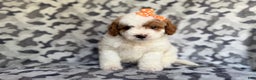 Cavapoo dogs for sale: Waffle - Ad 9