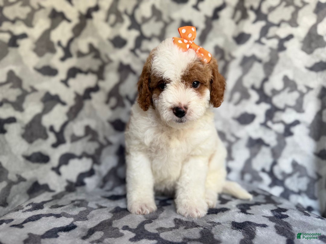 Cavapoo dogs for sale: Waffle - Ad 9