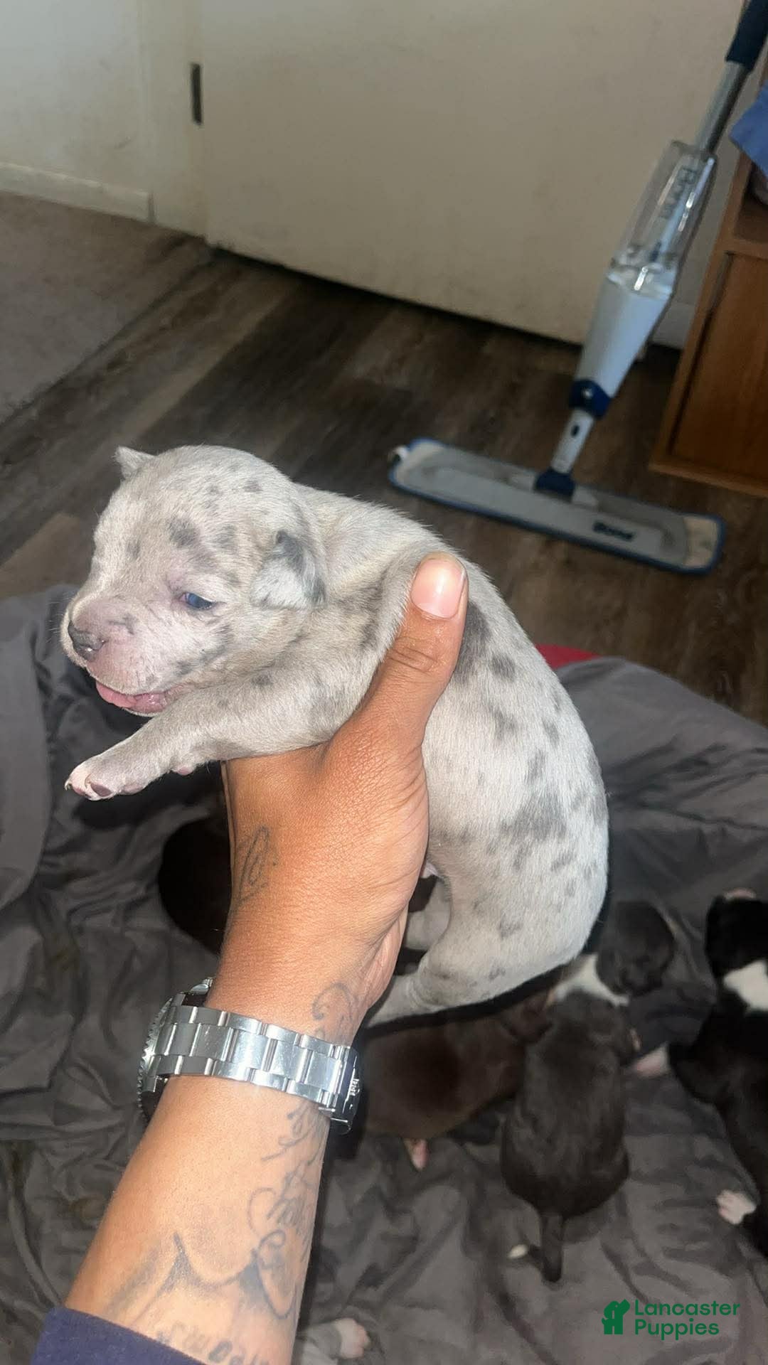 American Bully dogs American Bully Puppy 2 - Ad 42