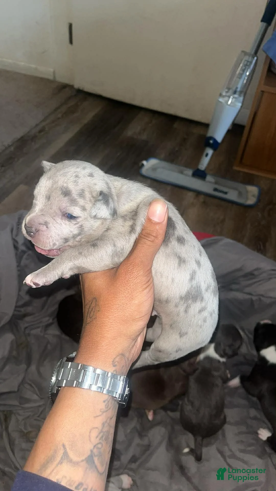 American Bully dogs for sale: American Bully Puppy 2 - Ad 1