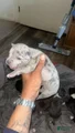 American Bully Puppy 2