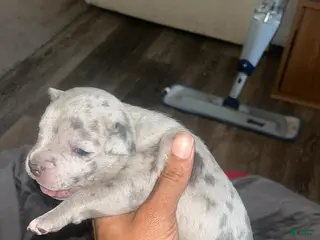 American Bully dogs American Bully Puppy 2 - Ad 16