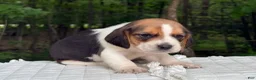 Beagle dogs for sale: Aurora - Ad 5