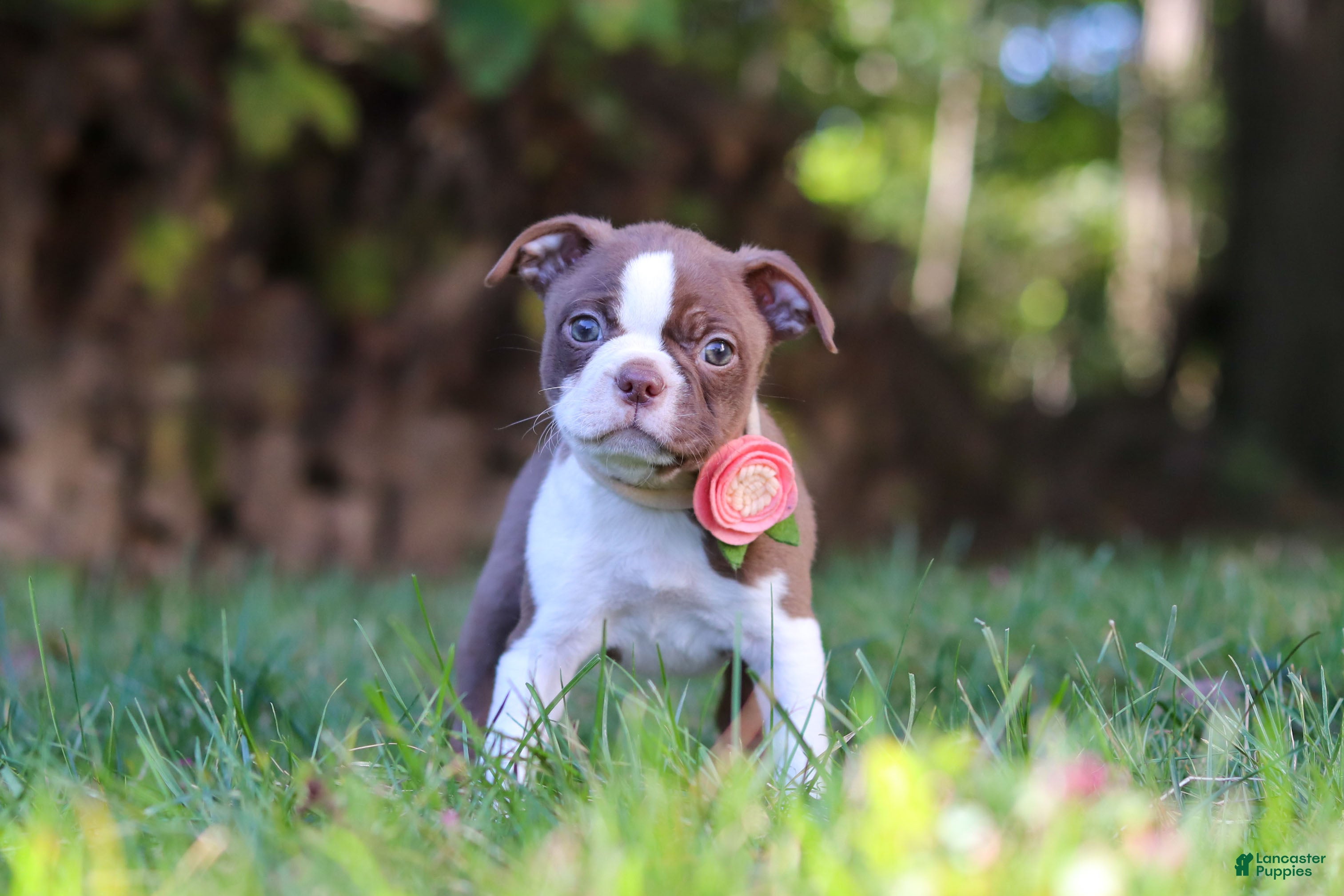 Boston Terrier dogs for sale: Ariana - Ad 1