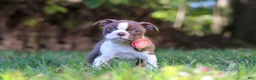 Boston Terrier dogs for sale: Ariana - Ad 1