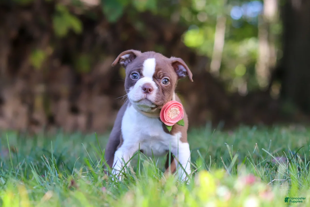Boston Terrier dogs for sale: Ariana - Ad 1
