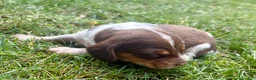 Beagle dogs for sale: Mr Green - Ad 3