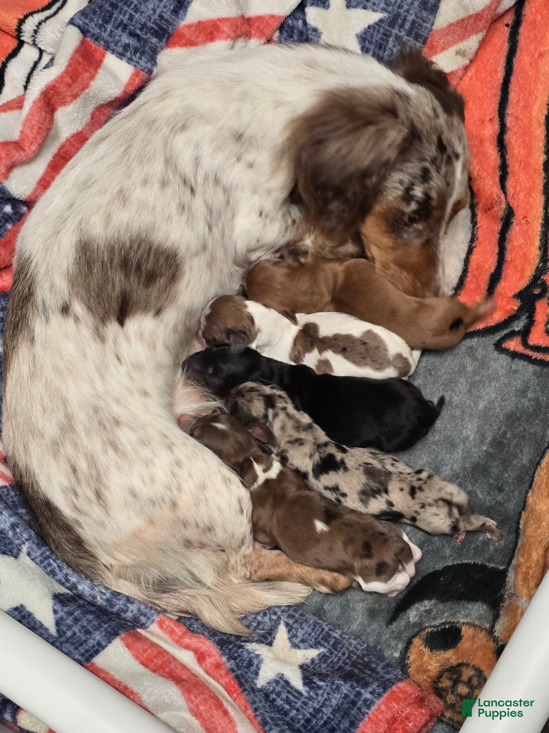 Miniature Dachshund dogs for sale: FeeFee - Ad 17