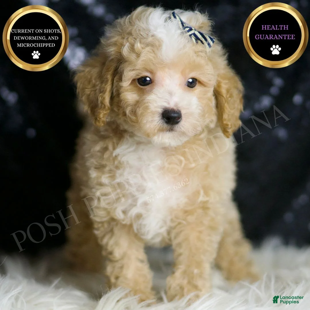 Maltipoo dogs for sale: Eli - Ad 1