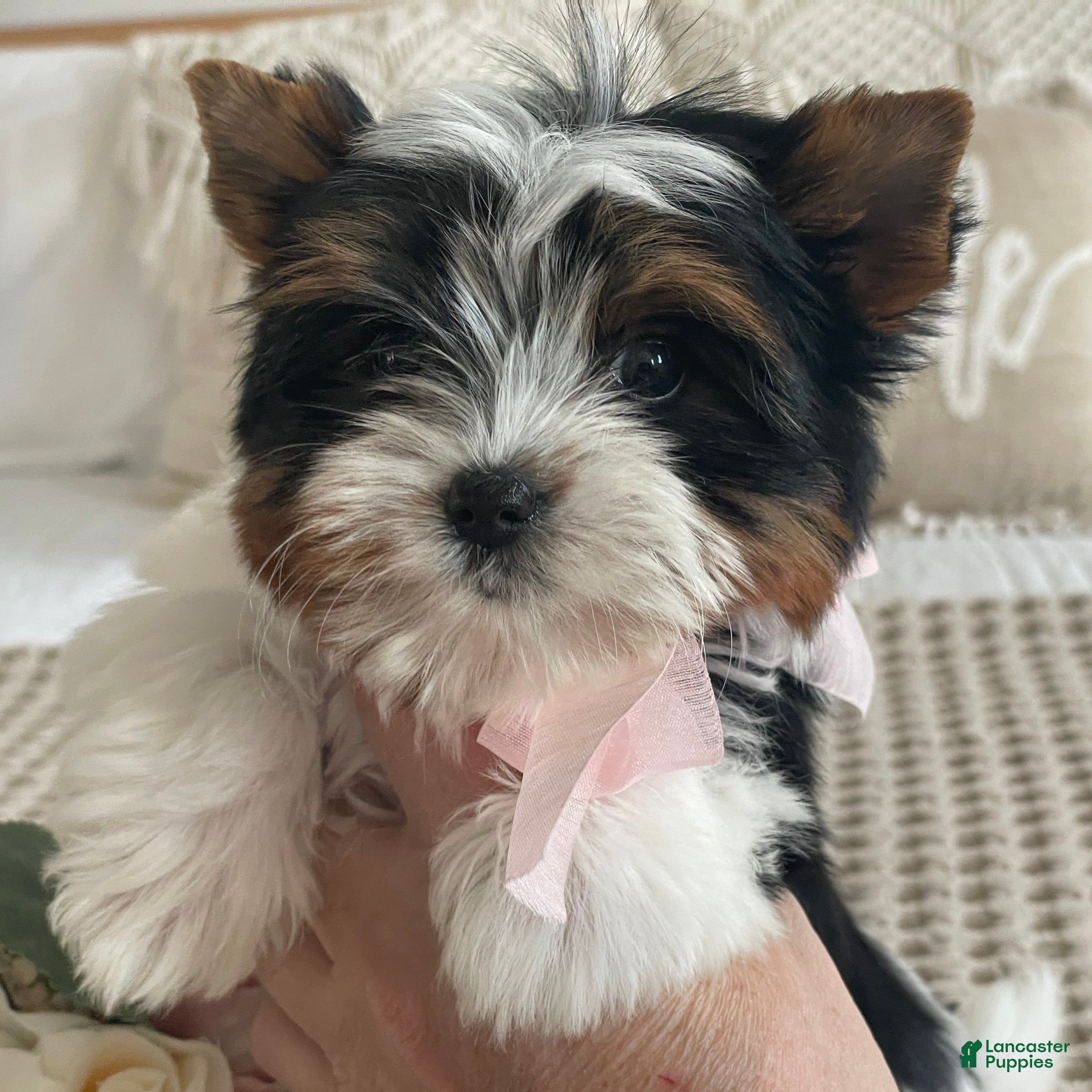 Biewer Terrier dogs Little Maya - Ad 1