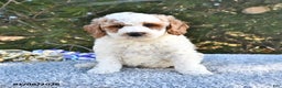 Mini Goldendoodle dogs for sale: Fletcher - Ad 4