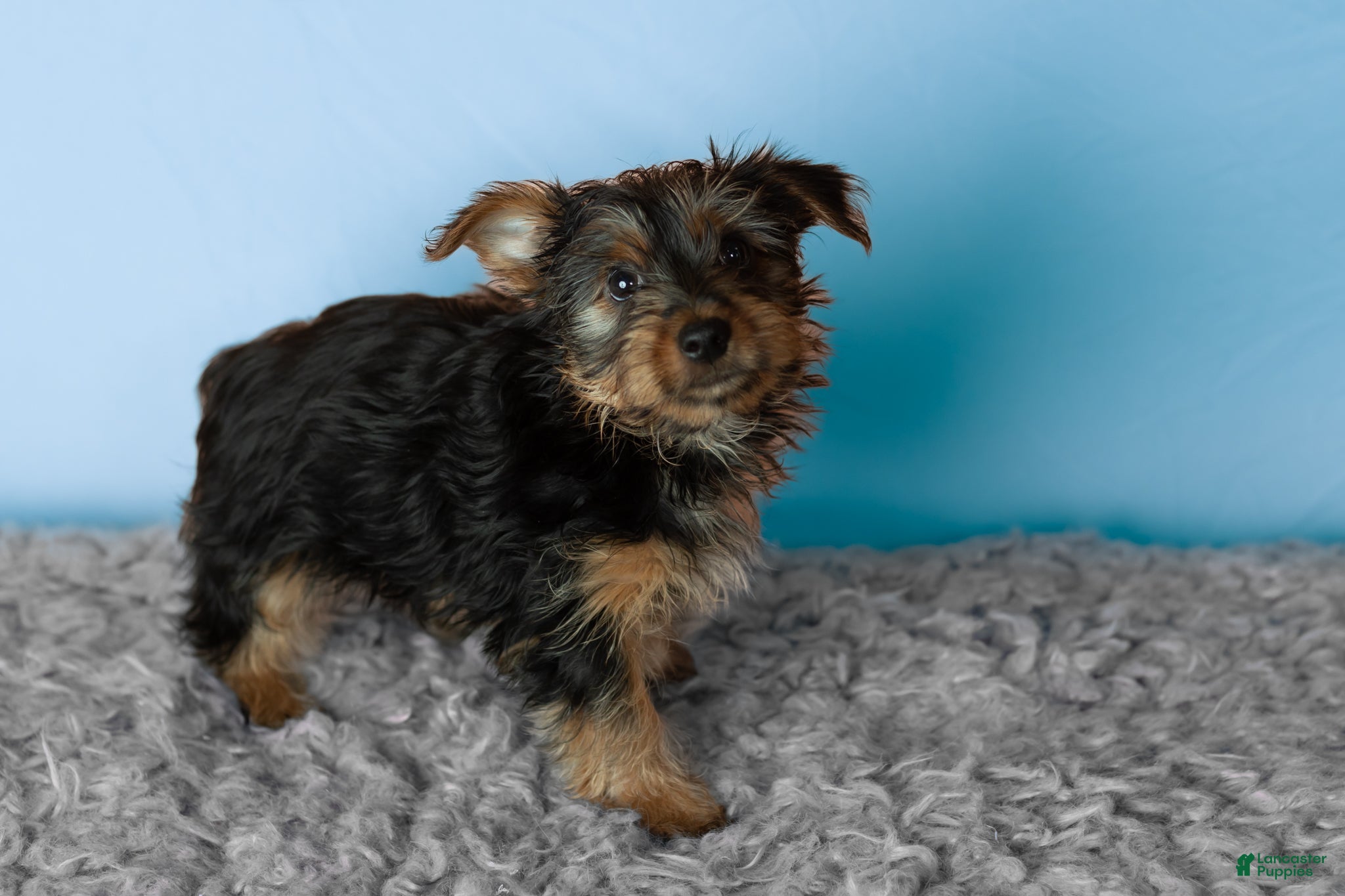 Yorkshire Terrier dogs Morris - Ad 29