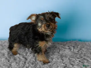 Yorkshire Terrier dogs Morris - Ad 29