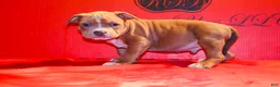 American Bully dogs for sale: American Bully Puppy 2 - Ad 2