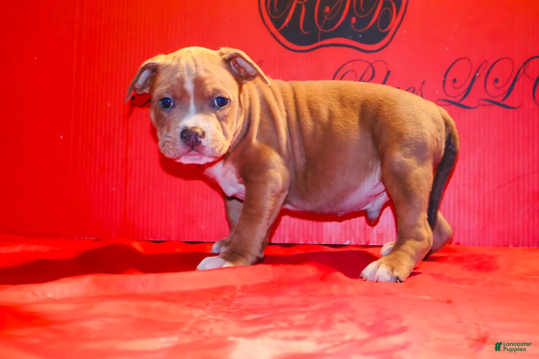American Bully dogs for sale: American Bully Puppy 2 - Ad 2