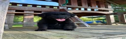 Golden Shepherd dogs for sale: Koda  - Ad 6