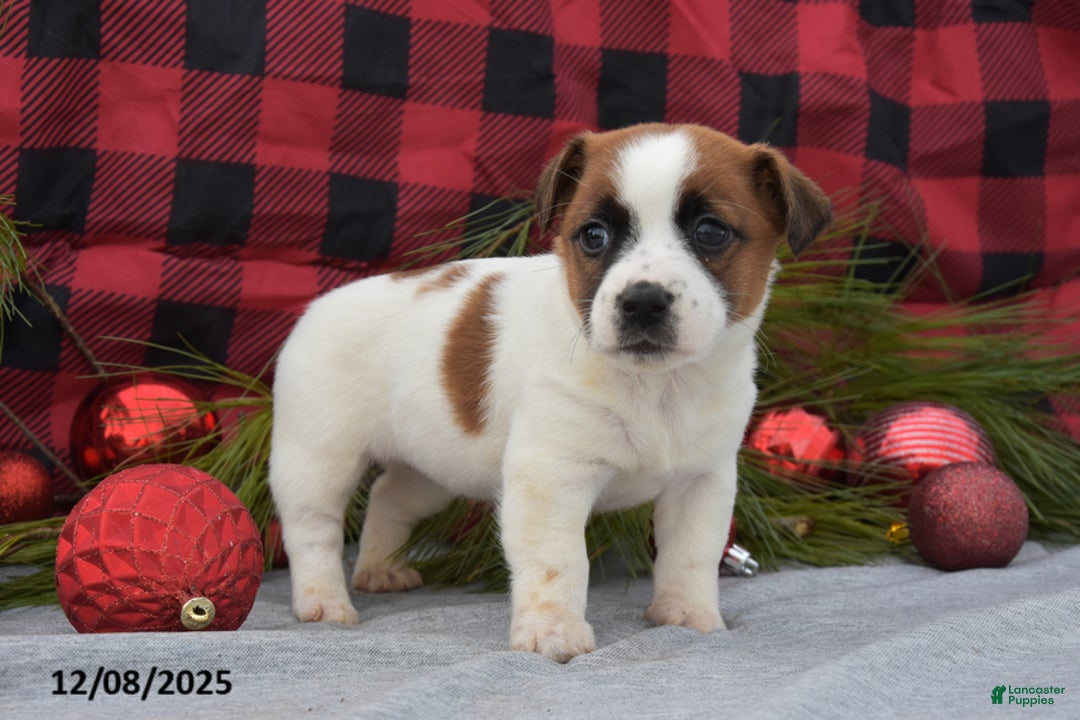 Jack Russell Terrier dogs for sale: Nellie - Ad 2