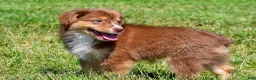 Miniature Australian Shepherd dogs for sale: Nero - Ad 3