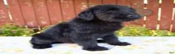 Giant Schnauzer dogs for sale: Renita - Ad 7