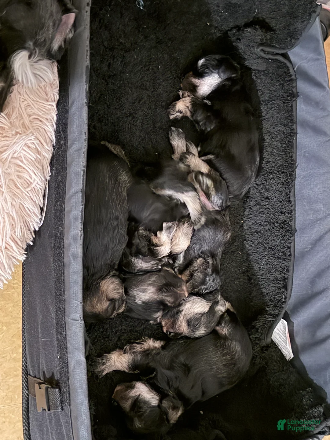 Schnauzer dogs for sale: Schnauzer Puppy 1 - Ad 10