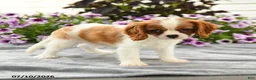 Cavalier King Charles Spaniel dogs for sale: Colette - Ad 3