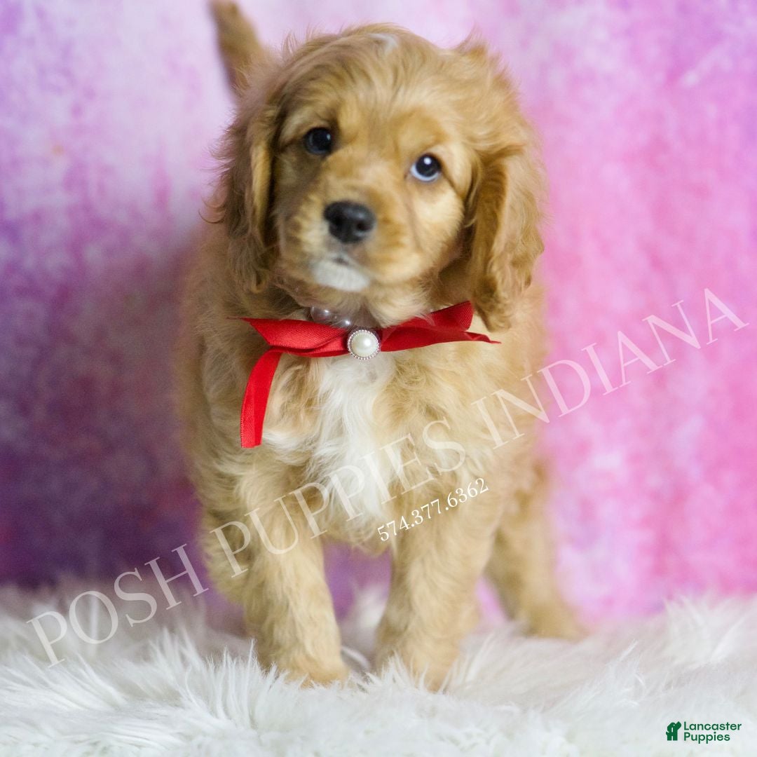 Cavapoo dogs for sale: Dougie - Ad 5