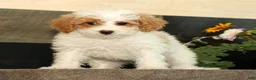 Miniature Poodle dogs for sale: Lilac - Ad 3