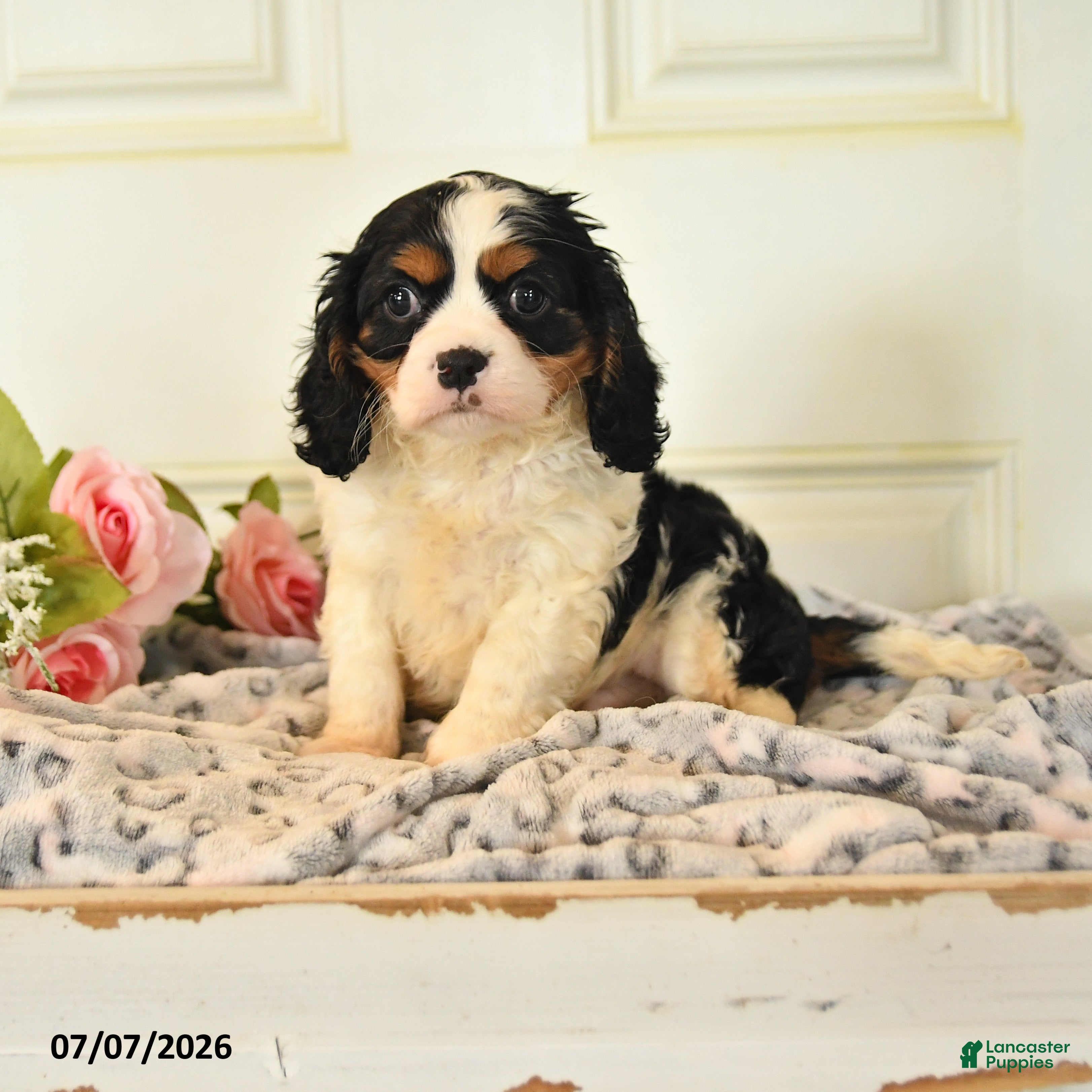 Cavalier King Charles Spaniel dogs Lucky - Ad 1