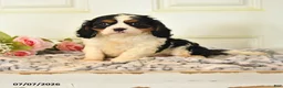 Cavalier King Charles Spaniel dogs for sale: Lucky - Ad 1