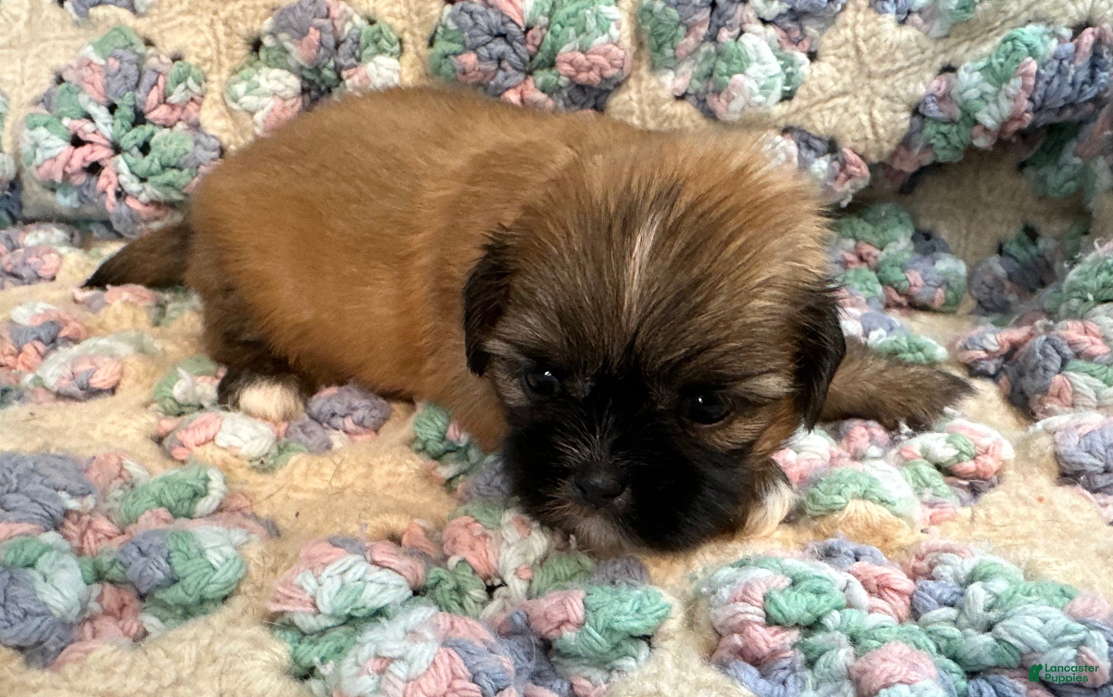 Shih Tzu dogs Shih Tzu 5 - Ad 1