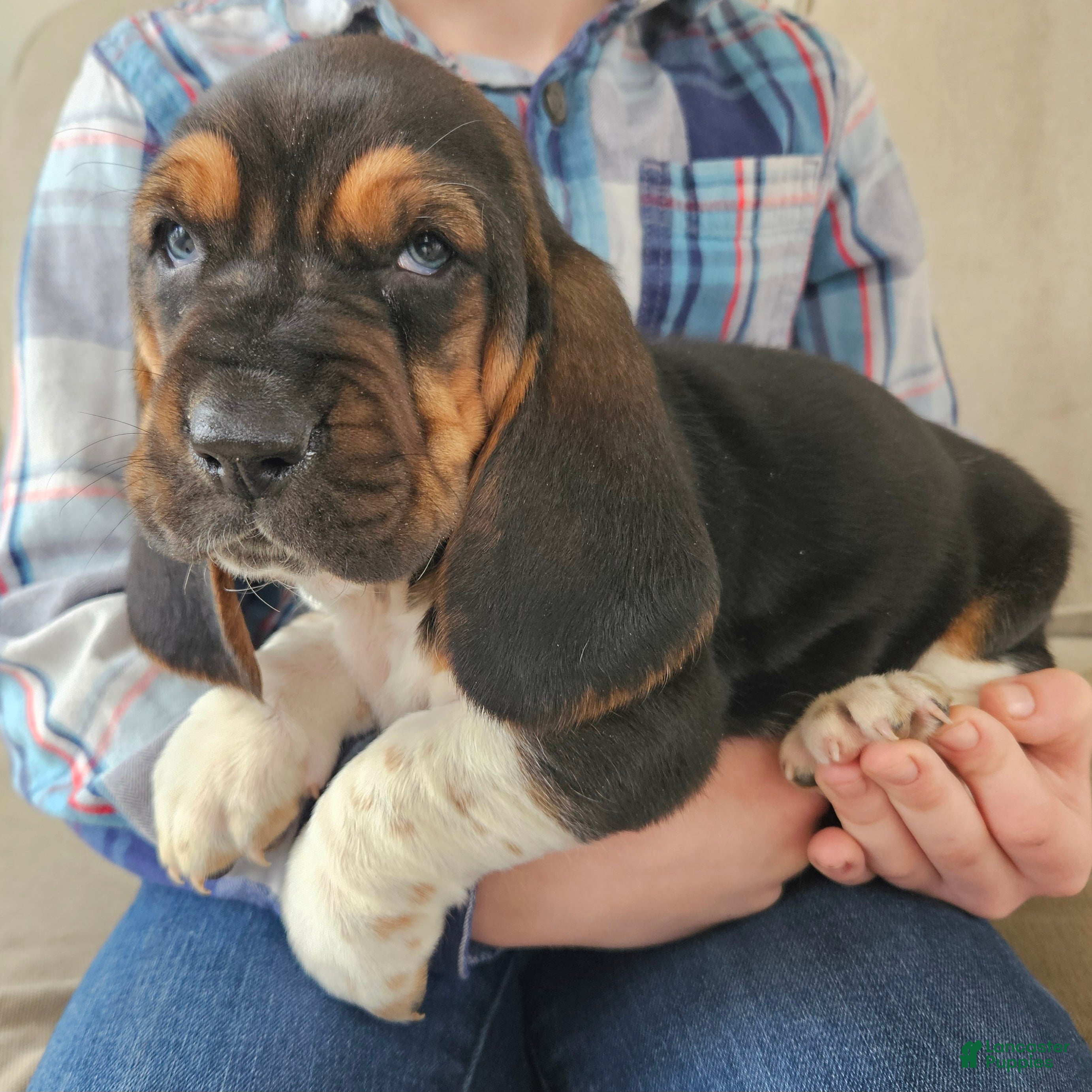 Basset Hound dogs Cooper - Ad 1