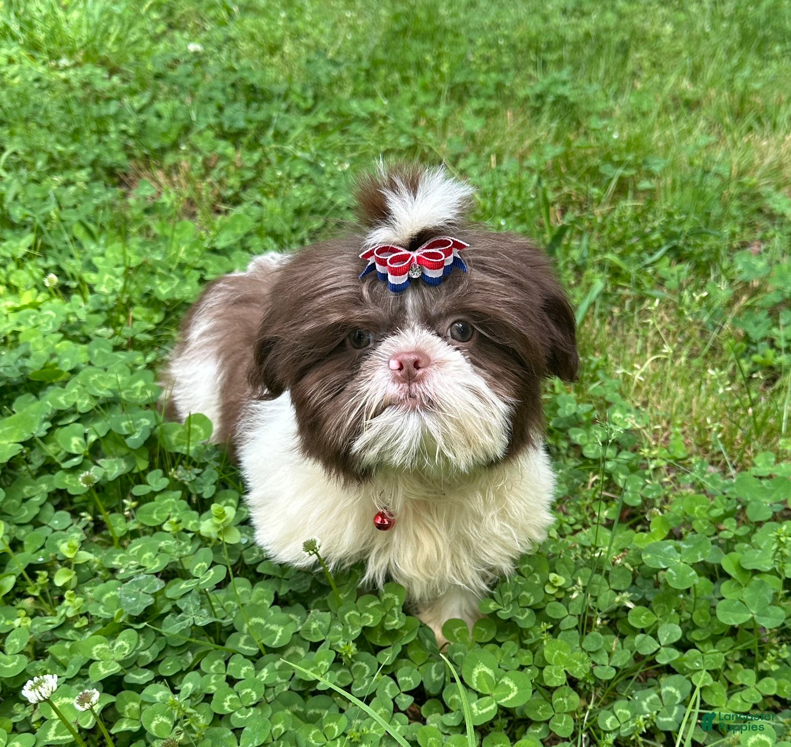 Shih Tzu dogs Willie - Ad 1