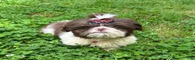 Willie