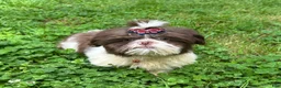 Shih Tzu dogs for sale: Willie - Ad 1
