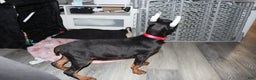 Doberman Pinscher dogs for sale: Gouda - Ad 3