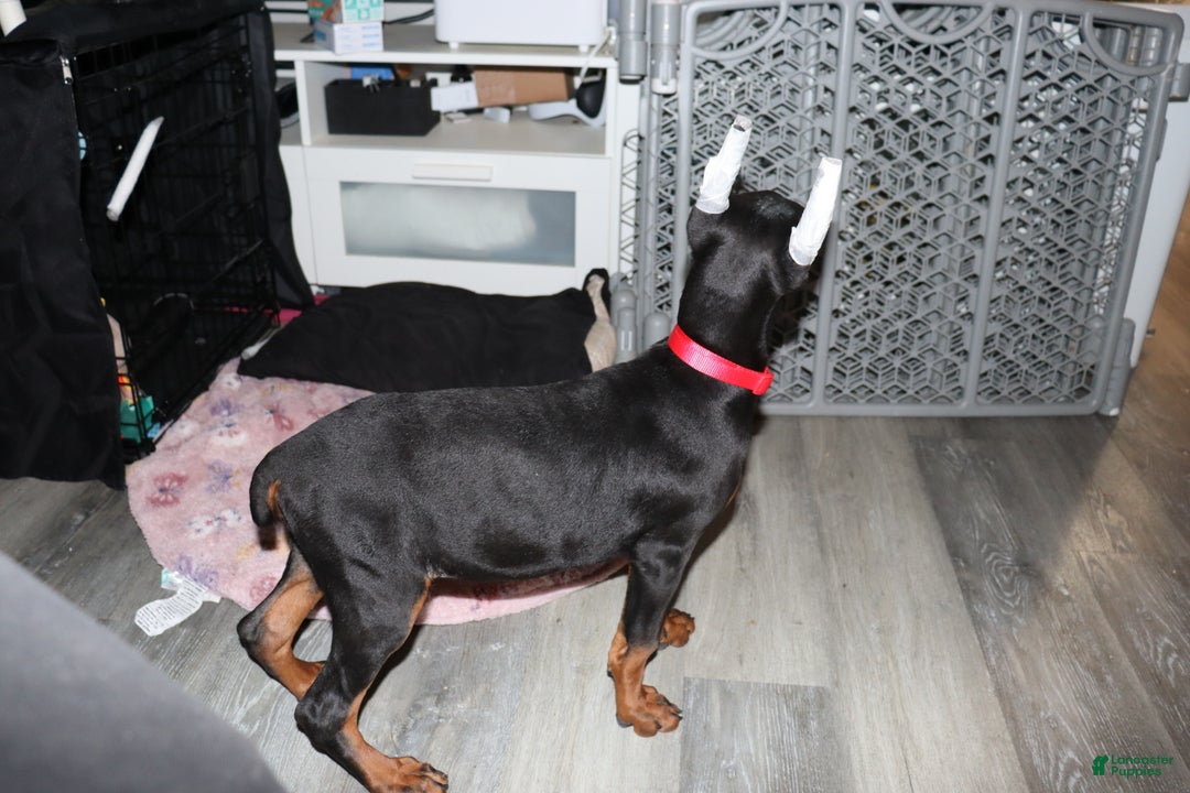 Doberman Pinscher dogs for sale: Gouda - Ad 3