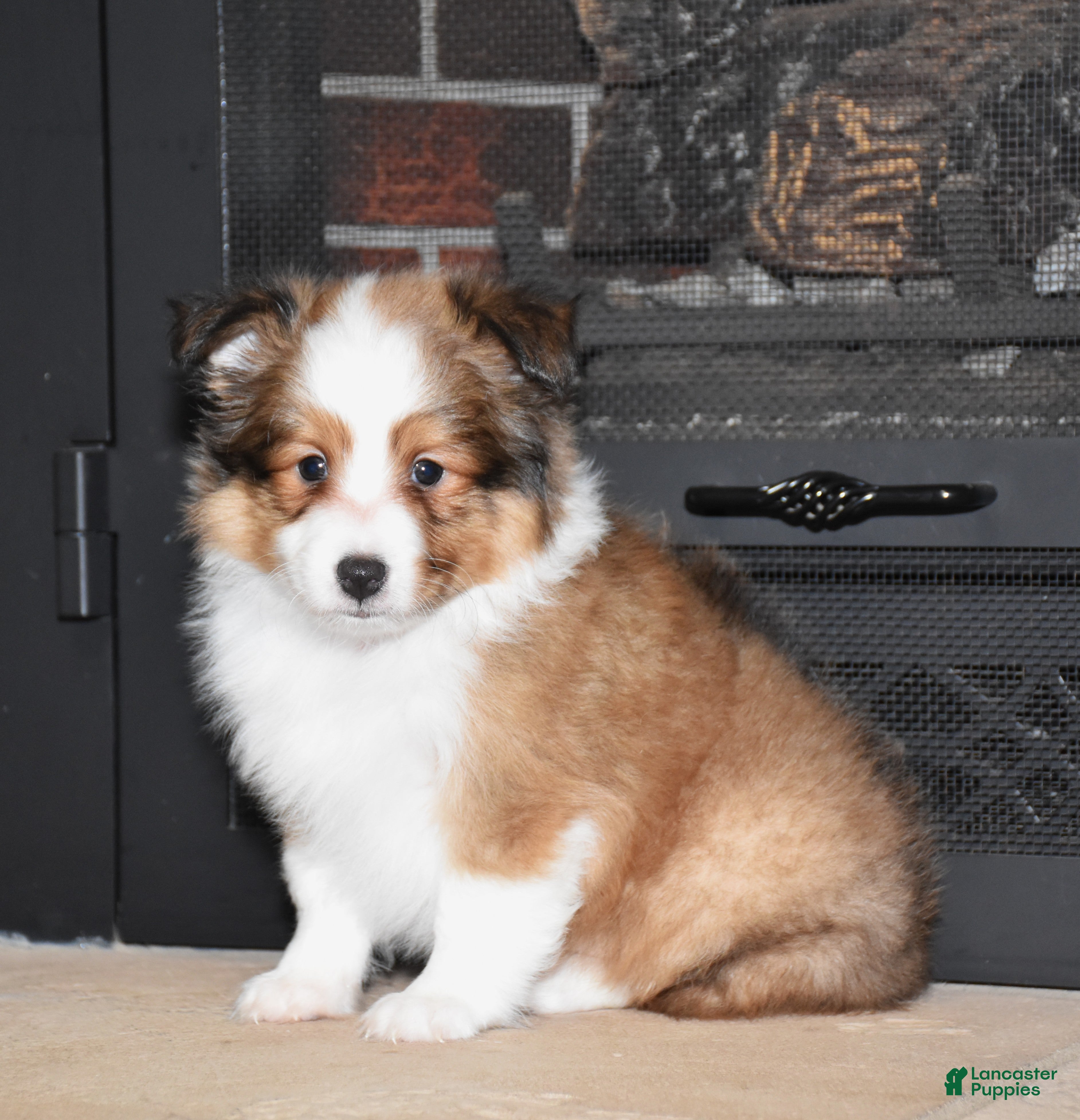 Shetland Sheepdog dogs Laker - Ad 13