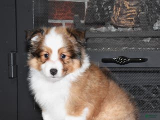 Shetland Sheepdog dogs Laker - Ad 13