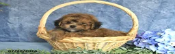 Havapoo dogs for sale: Taffy - Ad 4